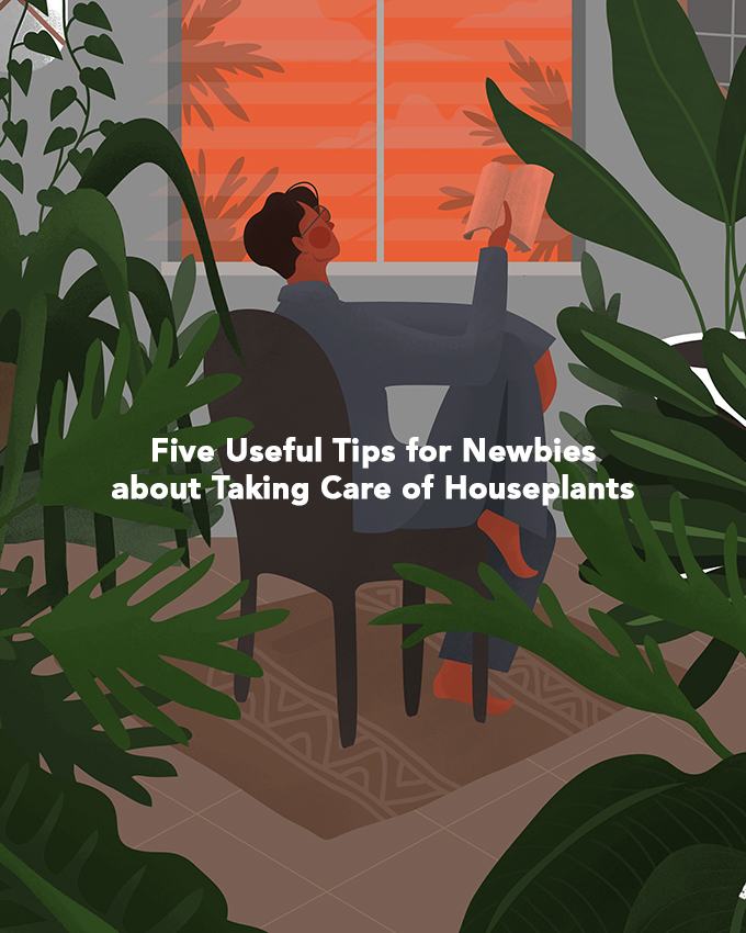Five Useful Tips for Newbies about Taking Care of Houseplants