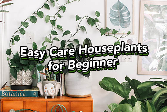 Easy Care Houseplants for Beginners