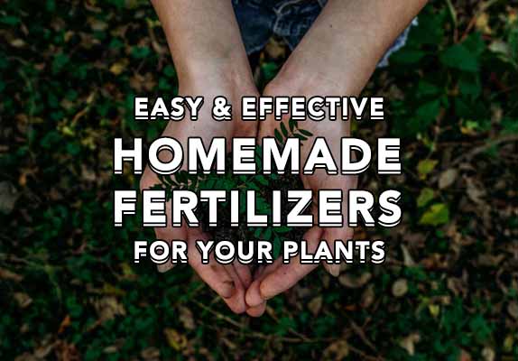 Easy & Effective Homemade Fertilizers For Your Plants